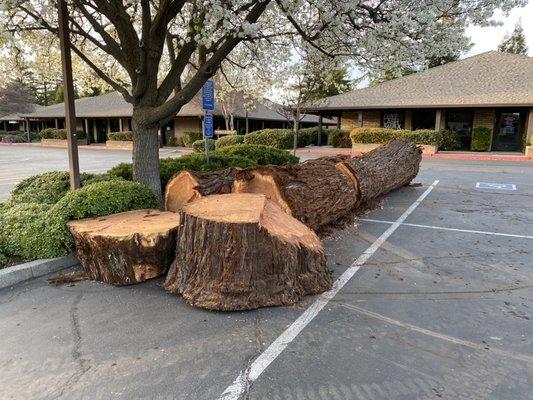 Redwood tree