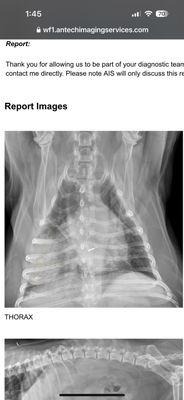 Tumor that was diagnosed on my pupper's lung...