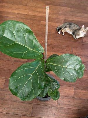 Fiddle leaf fig