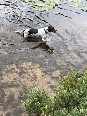 Jimmy cooling off in Valley Creek (Cedar Hollow Preserve).