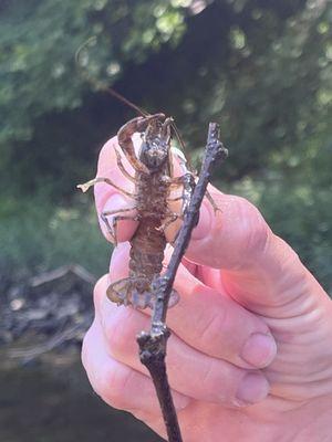 Our little crawfish friend holding a stick!