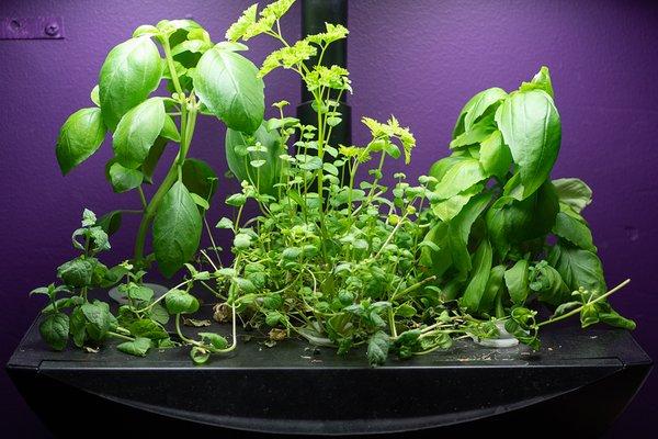 Our bartender, Jae, grows fresh herbs for cocktail garnishes in house.