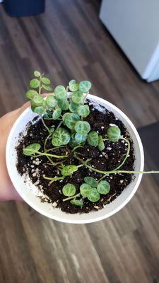 This was everything in the nursery pot that was actually rooted after I took out all the broken leaves.