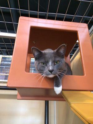 Here's Ember enjoying his sky box!