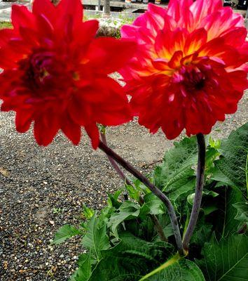 Dahlias - 6/12/2022