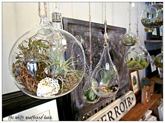 air plants