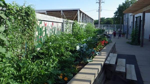 We have a Seed to Table Garden program. Vegetables and herbs from the garden are included in our weekly menu.