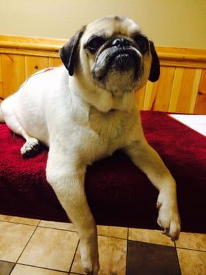 Tank totally relaxed during acupuncture.