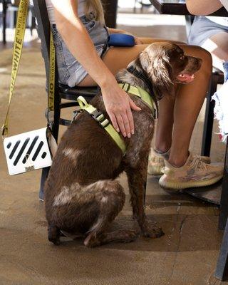 Dog friendly patio