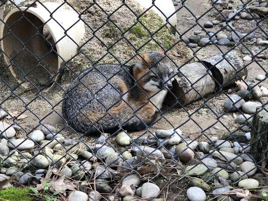 Wildlife Images Rehabilitation & Education Center