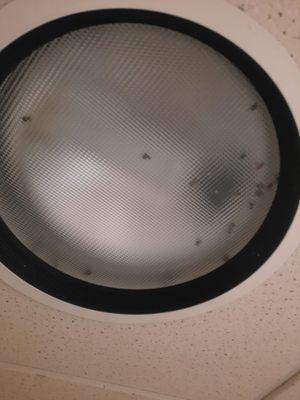 Bugs in the shower light of room 515 Yakima Memorial Hospital December 2023.