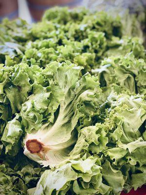 Fresh lettuce for salads and more.