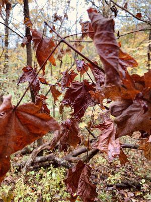 Beautiful fall leaves