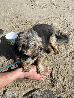 Roxie at Santa Barbara relaxing.