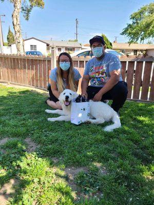 Great Pyrenees - Tofu!