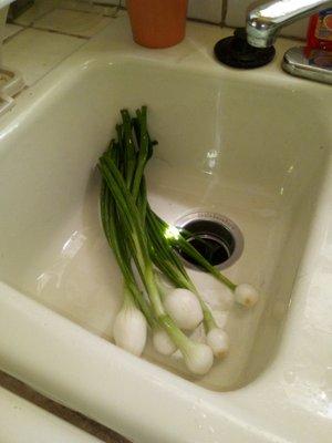 Green onions, natural flavoring for soups and recipes.