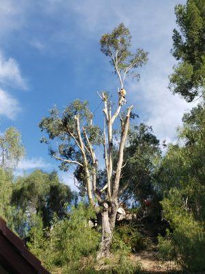 Tree trimming services