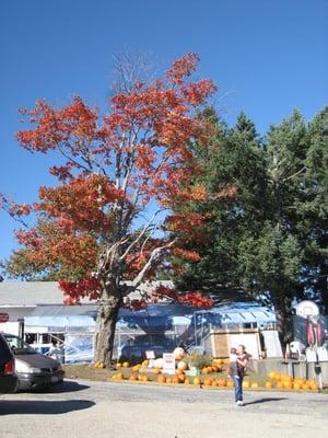 Charlton Orchards