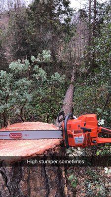 Felled Tree on Forestry Land