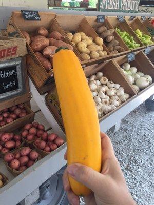 The squash was so fresh and tasty. We grilled it.