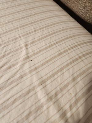 Bed bugs from Canales furniture