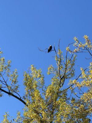 A bald eagle.