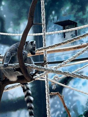 Ring tailed lemur