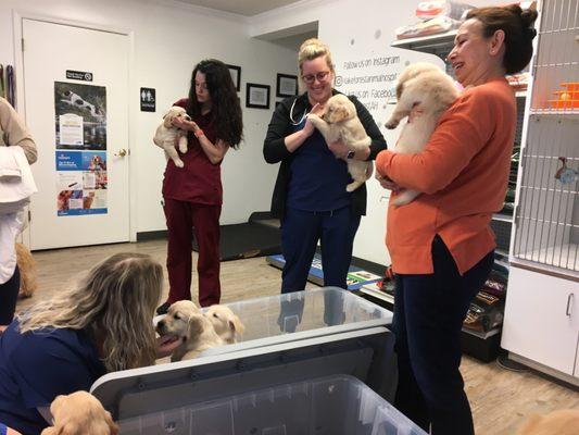 Molly's puppies at Lake Forest Animal Hospital