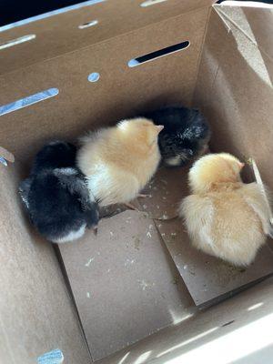 All four chicks coming home.