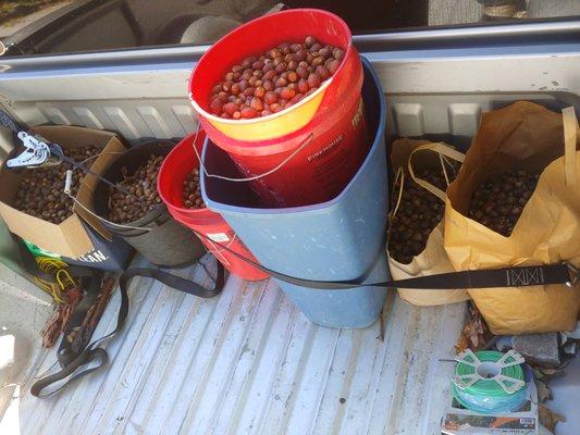 Acorns I donated because of the members here doing all they can to keep them fed well :)