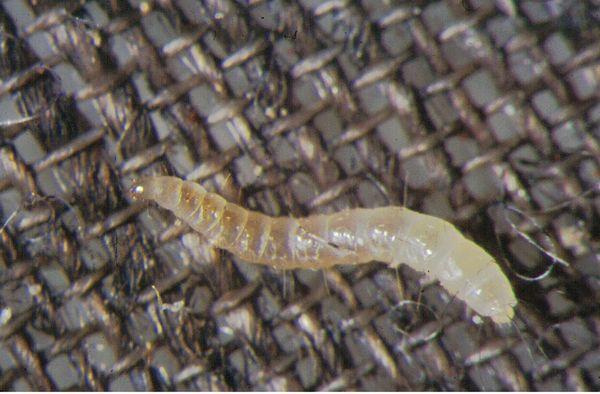 Flea larvae.  Call us for more information on our comprehensive Flea treatment service.