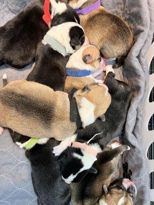 Corgi Puppies!