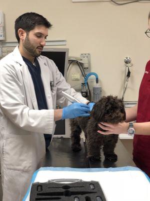 Our adorable patient Teddy receiving a cryosurgery treatment to remove a small skin growth.  No sedation required for most cryo procedures!