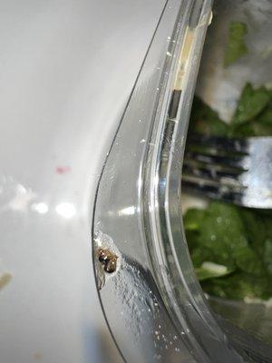 Fly taken out of my side Caesar salad.