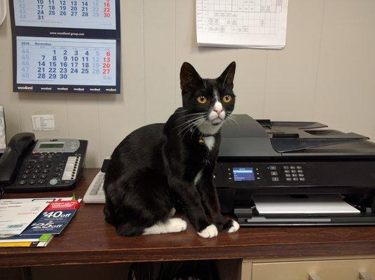 We even protect against cute but mischievous 4-legged friends who walk on keyboards and push the power button.