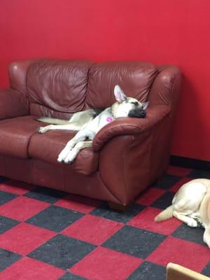 Willow tuckered out after playing with Cleveland during daycare prior to her groom by Merissa.