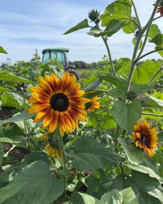 Sunflower festival