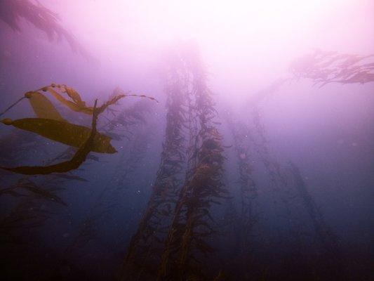 Kelp forest