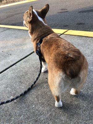 Groomed corgi butt