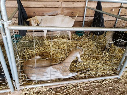 Prize winners: Four Town 4H club show