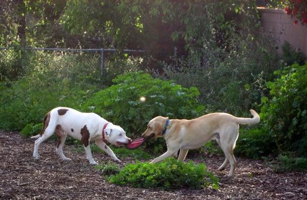 Ohlone Dog Park