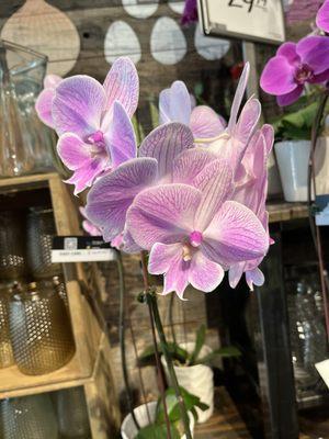 I love orchids and these are good ones!