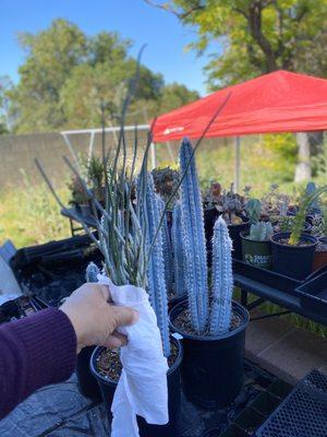 Blue Cactus