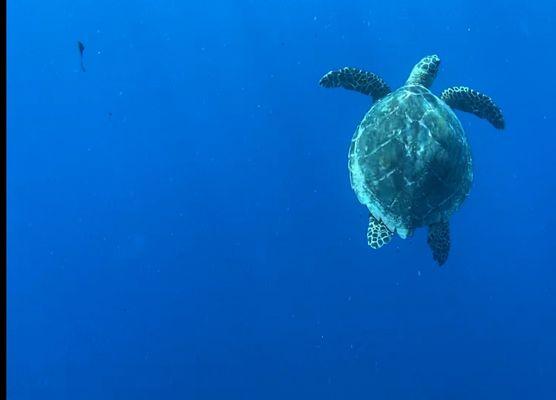 Sea turtle sightings everywhere!!!