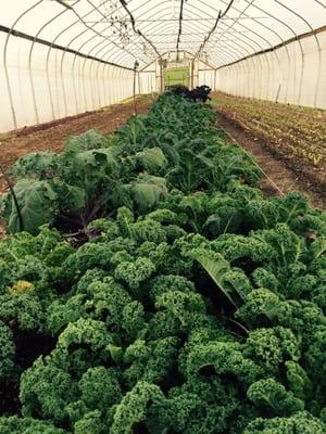 Winter kale.