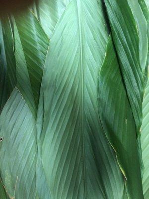 Turmeric leaf