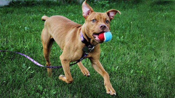 Dogs love running in our play yard while they await their new homes.