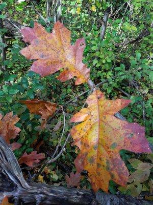 Fall colors