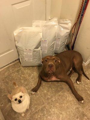 Zeus and Hercules waiting patiently for their Pet Pantry treat!