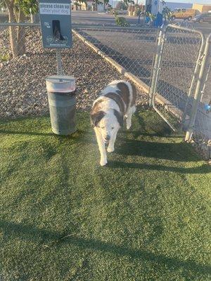 A little doggy park for the girls to stretch their paws